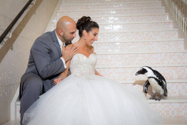 Couple with a penguin indoors at Atlantis Banquets & Events.