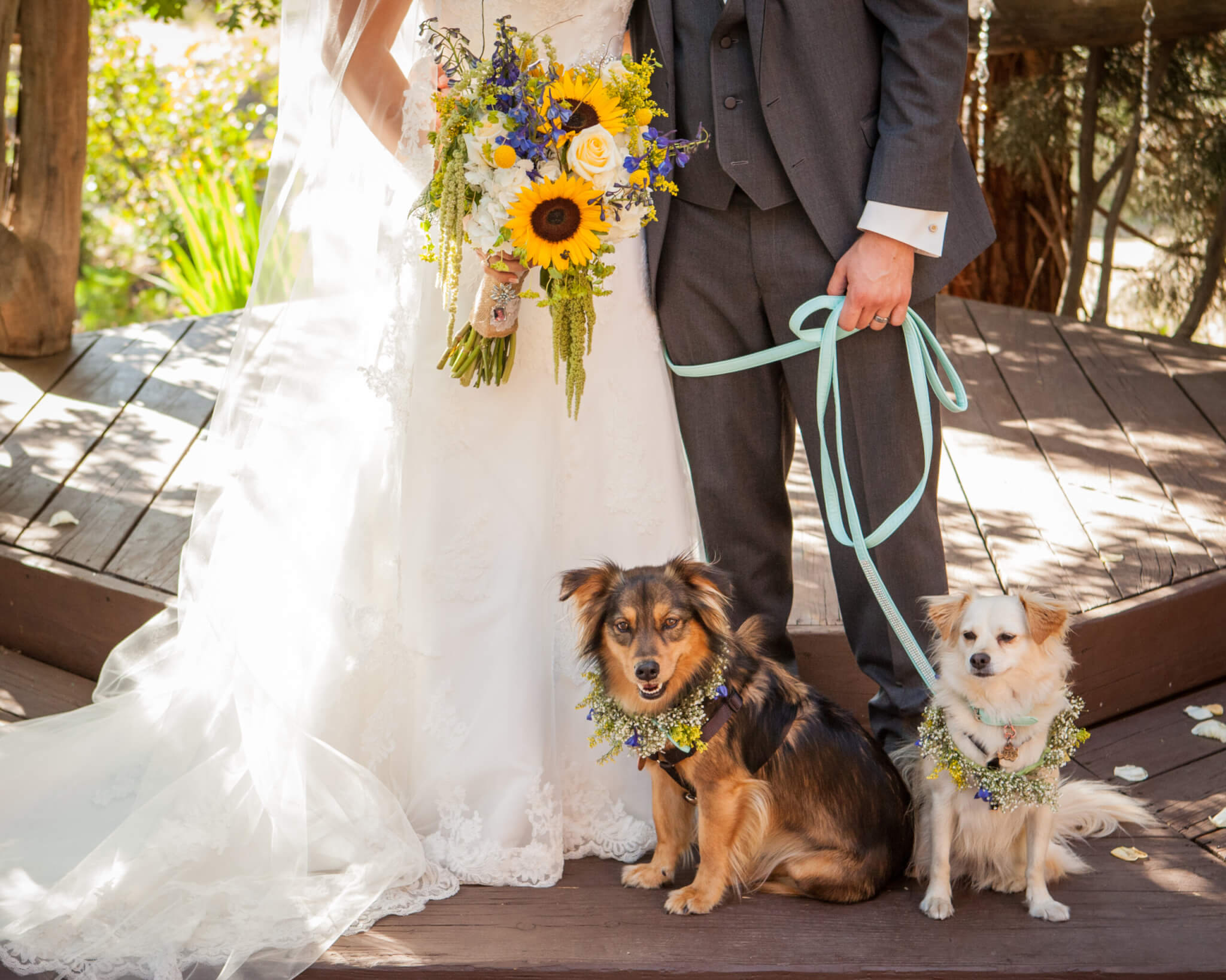 Dogs at Your Wedding: Yay or Nay?